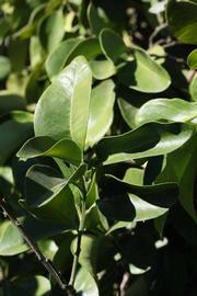              Sun leaves (Riverside, CA)       