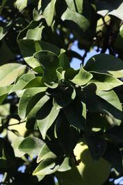              Sun leaves (Riverside, CA)       