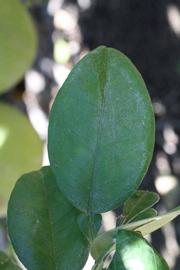              Unifoliolate leaf (Riverside, CA)       