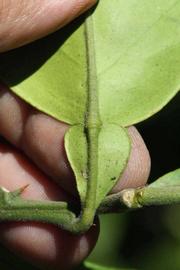              Petiole (Riverside, CA)       