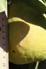            Fruit (Riverside, CA)   