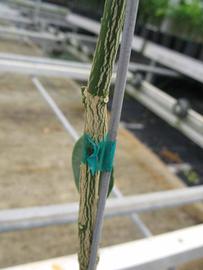              Second - third year twig (Phillip Rucks Citrus Nursery,   Frostproof, FL)       