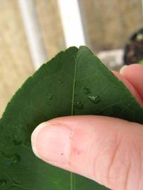              Margin (Phillip Rucks Citrus Nursery, Frostproof, FL)       