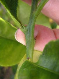              First year twig (Winter Haven, FL)       