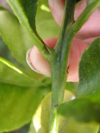              First year twig (Winter Haven, FL)       