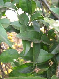            Shade leaves (Winter Haven, FL)   