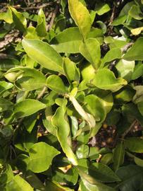            Sun leaves (Winter Haven, FL)   