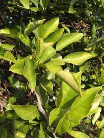           Sun leaves (Winter Haven, FL)   