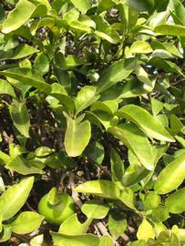            Sun leaves (Winter Haven, FL)   