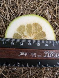              Fruit cross-section (Winter Haven, FL)       