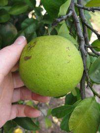              Immature fruit (Winter Haven, FL)       