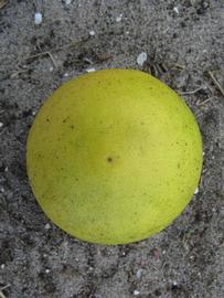              Fruit (Winter Haven, FL)       