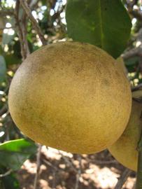              Fruit (Winter Haven, FL)       