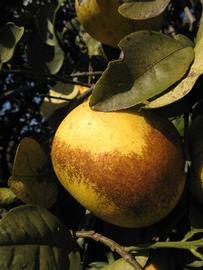              Fruit (Winter Haven, FL)       