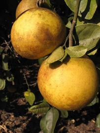              Fruit (Winter Haven, FL)       