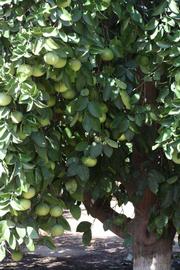            Habit (Riverside, CA)   