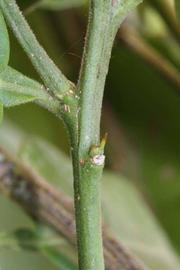            First year twig (Riverside, CA)   