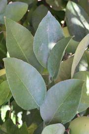              Shade leaves (Riverside, CA)       