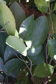              Shade leaves (Riverside, CA)       