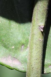              First year twig (Riverside, CA)       