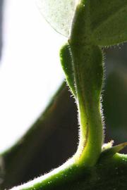              Petiole (Riverside, CA)       