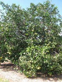            Habit (Winter Haven, FL)   