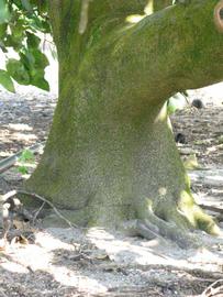              Bark (Winter Haven, FL)       