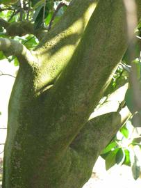            Bark (Winter Haven, FL)   