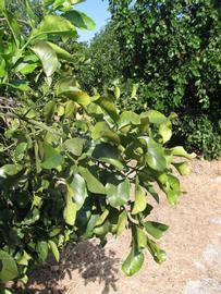              Sun leaves (Winter Haven, FL)       