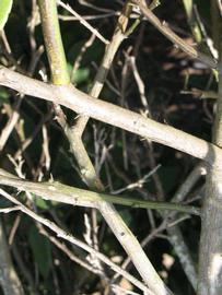              Second - third year twig (Winter Haven, FL)       