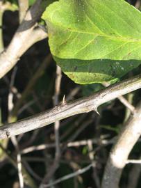              Second - third year twig (Winter Haven, FL)       