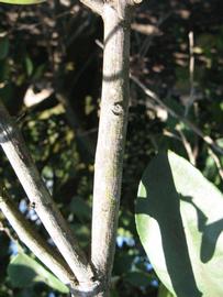            First year twig (Winter Haven, FL)   