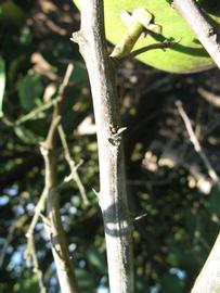            First year twig (Winter Haven, FL)   