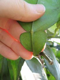              Petiole (Winter Haven, FL)       