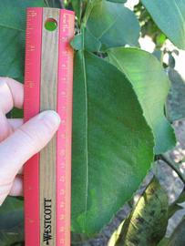              Unifoliolate leaf (Winter Haven, FL)       