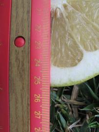              Fruit cross-section (Winter Haven, FL)       