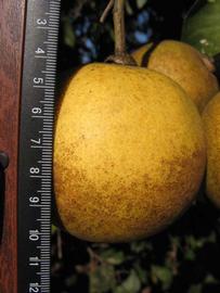              Fruit (Winter Haven, FL)       