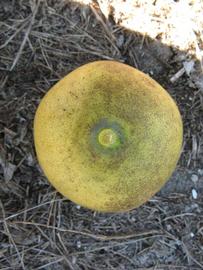              Fruit (Winter Haven, FL)       