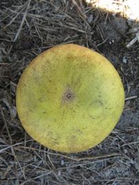              Fruit (Winter Haven, FL)       