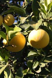              Fruit (Riverside, CA)       