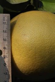              Fruit (Riverside, CA)       