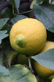              Fruit (Riverside, CA)       