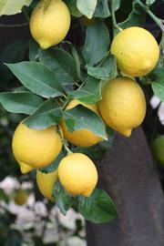              Fruit (Riverside, CA)       