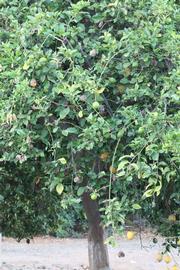            Habit (Riverside, CA)   