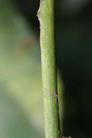            First year twig (Riverside, CA)   