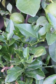              Shade leaves (Riverside, CA)       