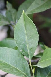              Unifoliolate leaf (Riverside, CA)       