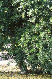            Habit (Mexican, Riverside, CA)   