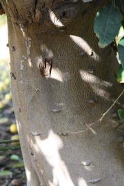            Bark (Mexican, Riverside, CA)   