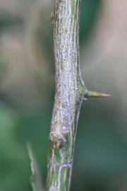            Second - third year twig (Mexican, Riverside, CA)   